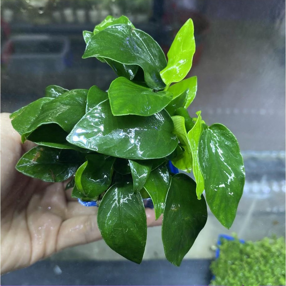Ráy Hoa Nhỏ Cây Thủy Sinh Không Cần CO2