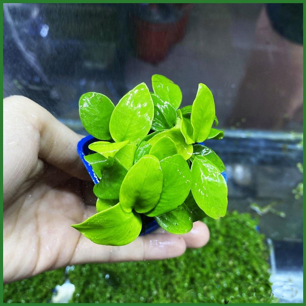 Ráy Nana Lá Vàng Cây Thủy Sinh Không Cần CO2