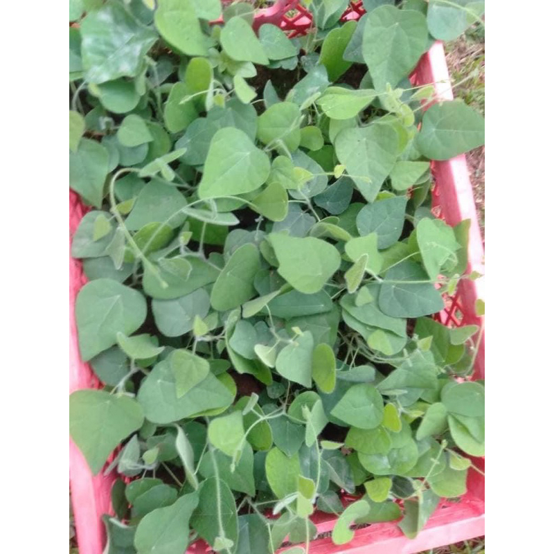 Cây sương sâm  làm thạch sương sâm thanh mát giải nhiệt