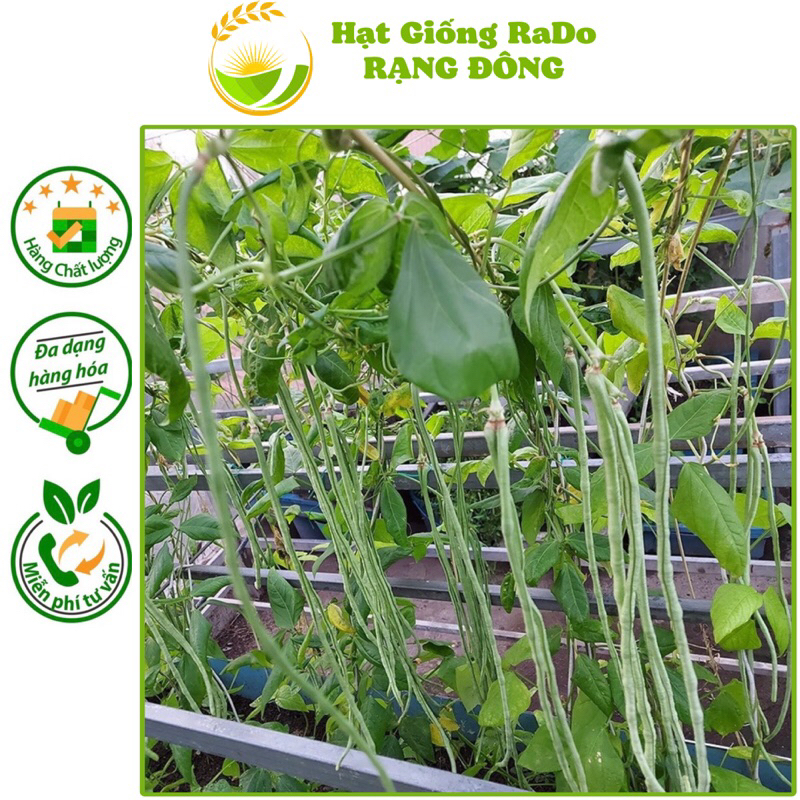 Hạt giống Đậu Đũa Đài Loan Hạt Trắng RaDo 759 (Gói 10gram) Hạt Giống Rạng Đông