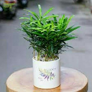 Chậu tung la hán 10 Cây mini để bàn