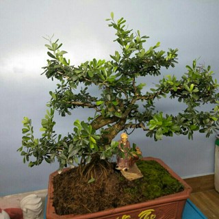 Cây bonsai cần thăng tạo dáng và Lên chậu