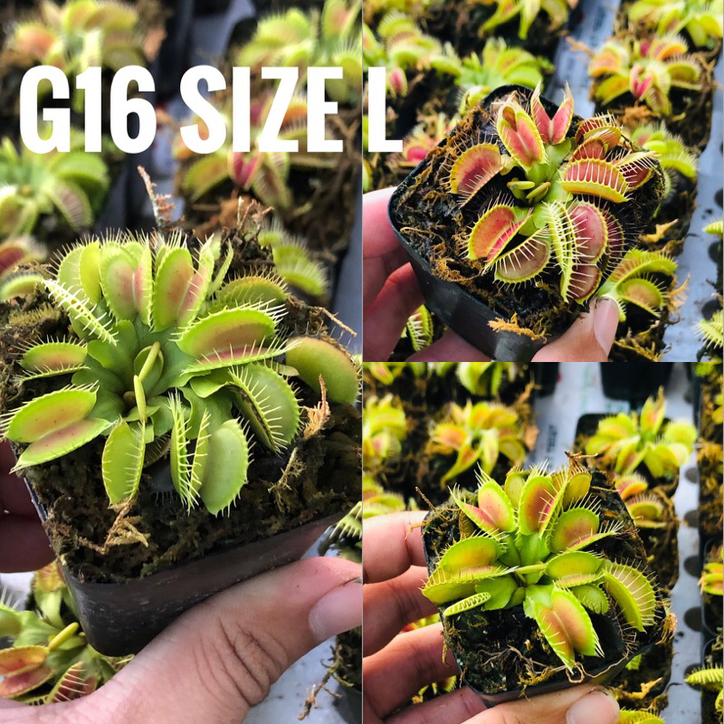 Cây bẫy kẹp-cây bắt mồi-cây ăn thịt-venus flytrap các loại-trồng terrarium