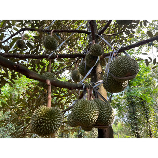 Cây giống Sầu Riêng Black Thorn, cây đẹp, được kiểm tra trước khi thanh toán