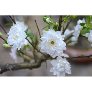 Cây giống hoa mai trắng giống nhanh ra hoa