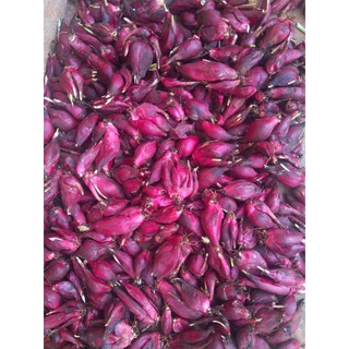 Cây giống sâm đại hành