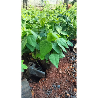 cây giống sâm lông (làm thạch sương sâm)