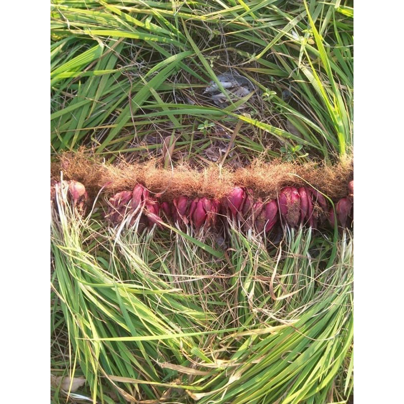 Cây sâm đại hành