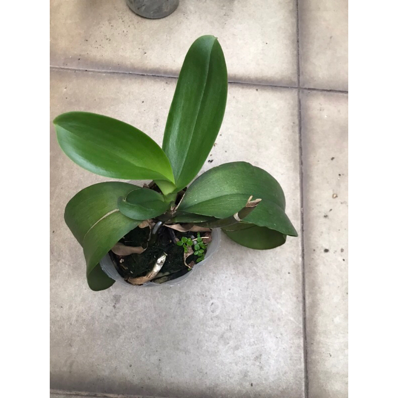 Lan hồ điệp mix màu