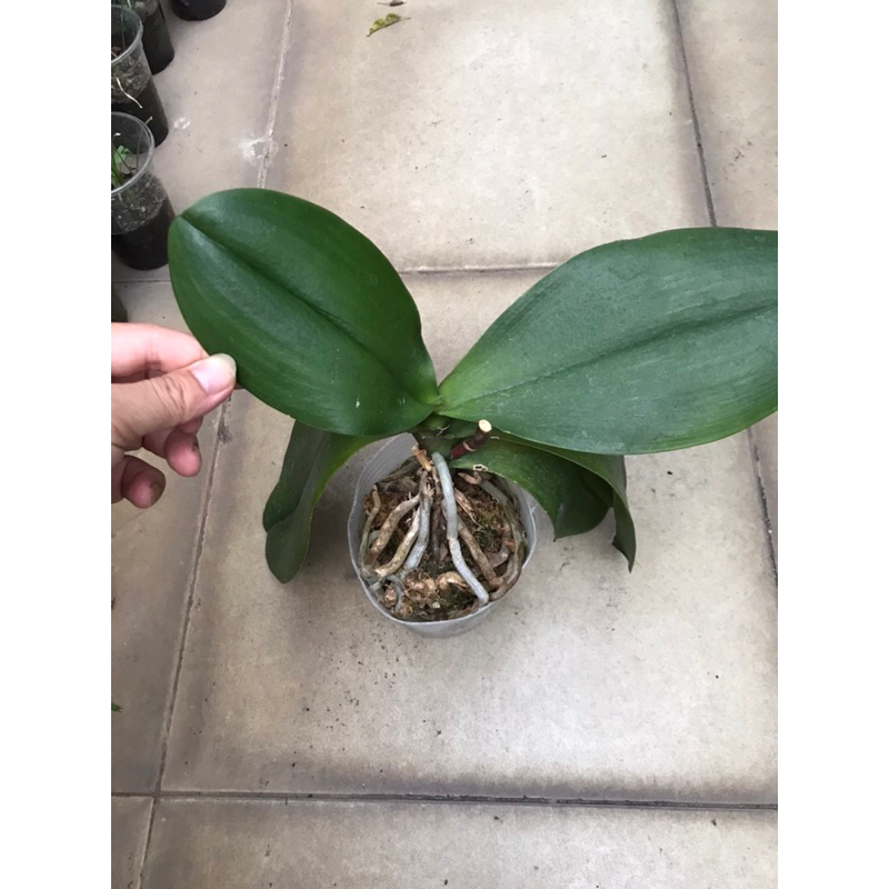 Lan hồ điệp mix màu