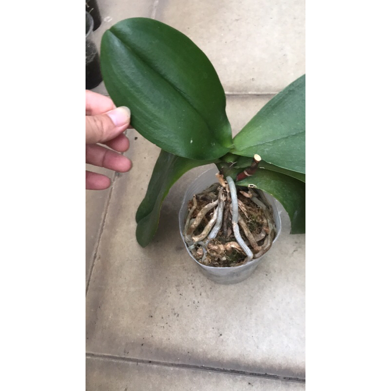 Lan hồ điệp mix màu