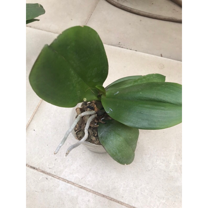 Lan hồ điệp mix màu