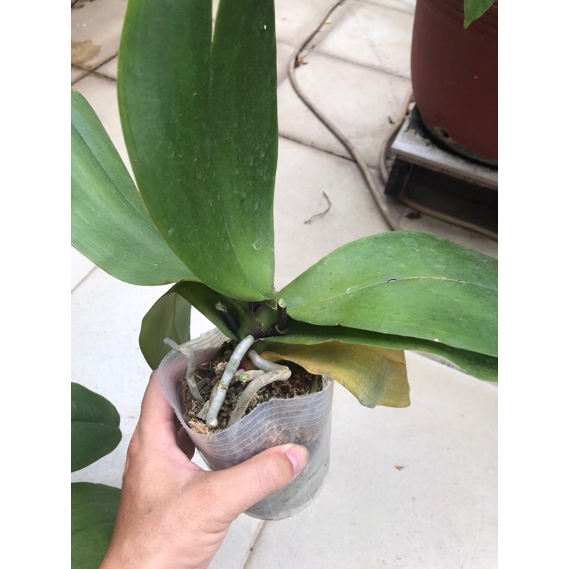 Lan hồ điệp mix màu