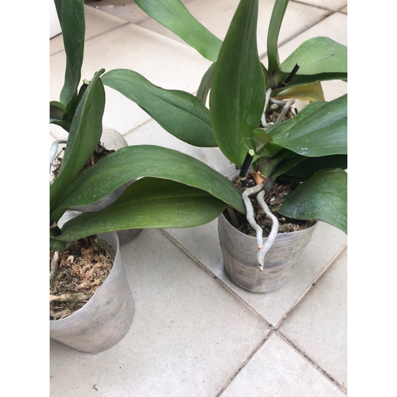 Lan hồ điệp mix màu