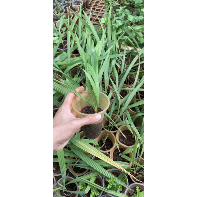 Cây sâm đại hành