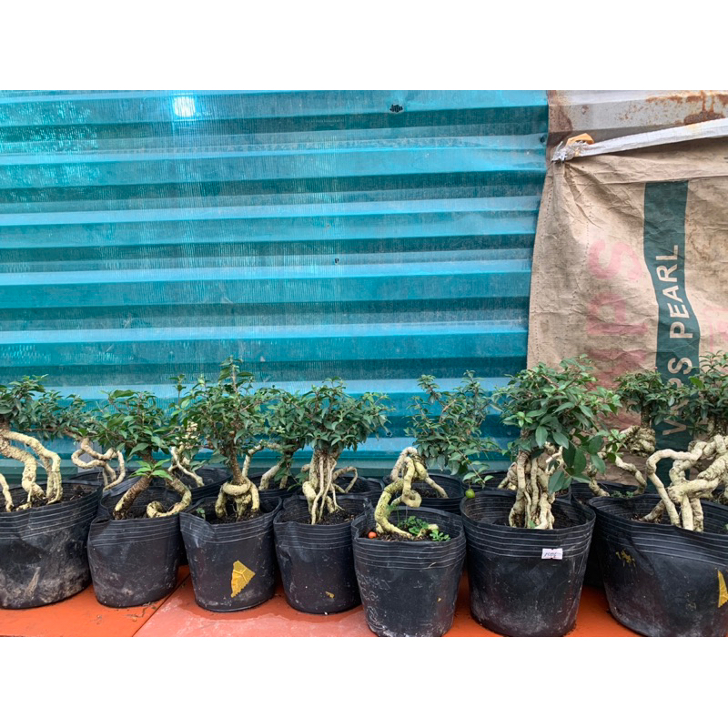 BONSAI MIN CÂY MAI HỒNG NGỌC RỄ NỔI