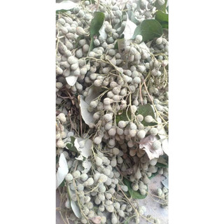 Hạt giống cây bồ đề