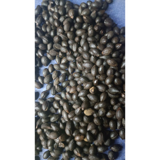 1kg hạt giống cây bồ đề