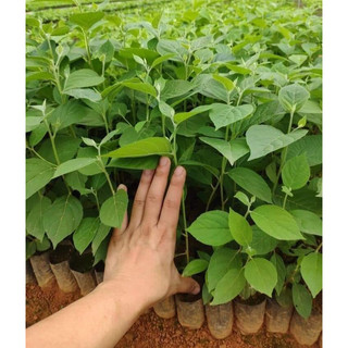 1kg hạt giống cây bồ đề
