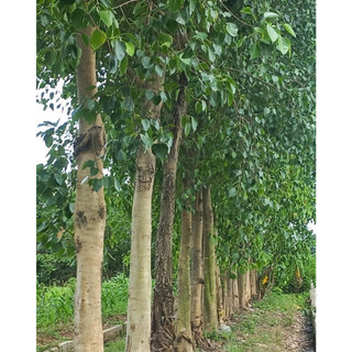 Hạt giống cây bồ đề