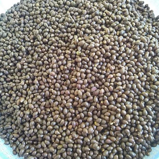 Hạt giống cây bồ đề