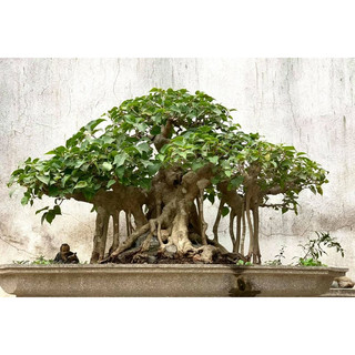 Hạt giống cây bồ đề
