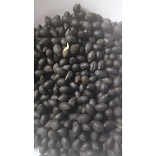Hạt giống cây bồ đề