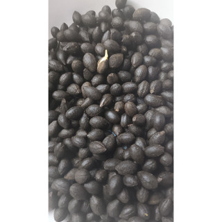 1kg hạt giống cây bồ đề