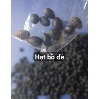 Hạt giống bồ đề - túi 20 hạt