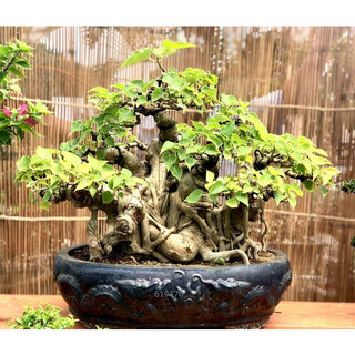 Hạt giống bồ đề - túi 20 hạt