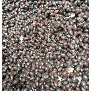 Hạt giống bồ đề - túi 20 hạt