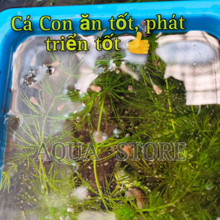 ( TRẠI DÙNG ) Cám AQUA  - Thức ăn cho Cá Con,Cá Bột Betta 7 màu🐣