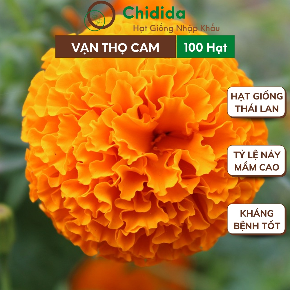 Hạt giống hoa vạn thọ cam Chidida giống cúc vạn thọ cao chưng tết Thái Lan gói 100 hạt