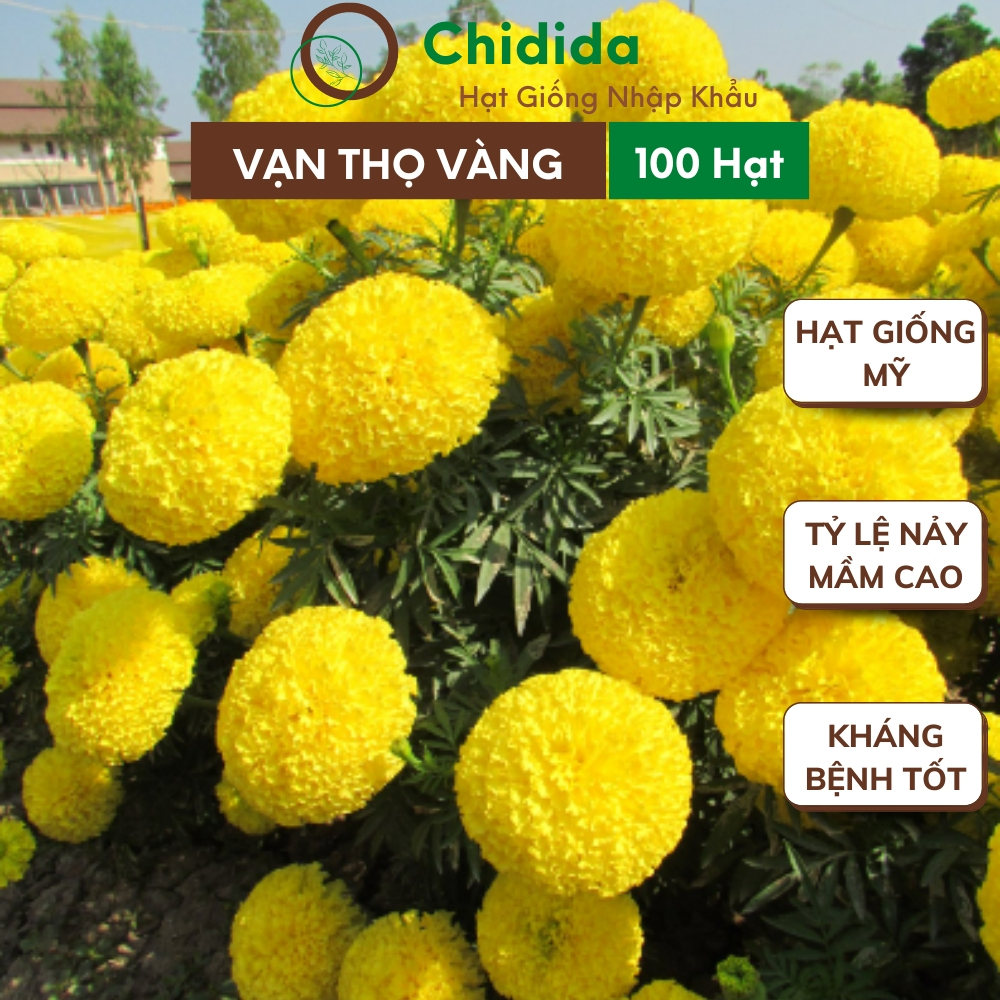 Hạt giống hoa vạn thọ vàng Chidida giống cúc vạn thọ vàng chanh chưng tết Mỹ gói khoảng 100 hạt
