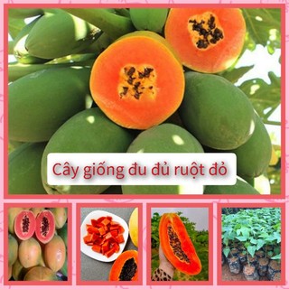 Cây giống Đu đủ ruột đỏ