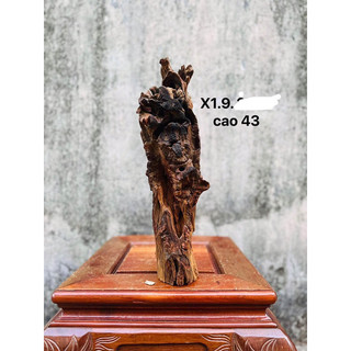LŨA DECOR , SETUP HỒ CÁ, GHÉP LAN
