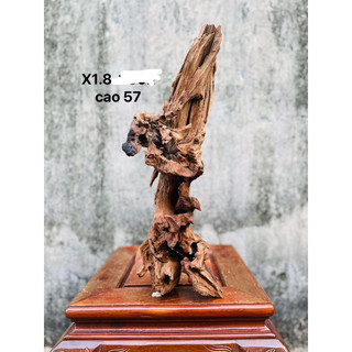 LŨA DECOR , SETUP HỒ CÁ, GHÉP LAN