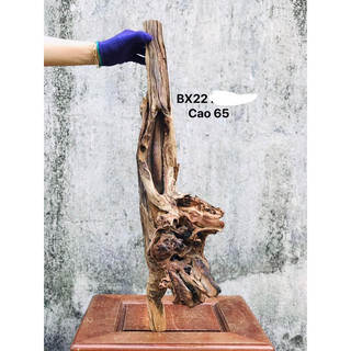 LŨA DECOR , SETUP HỒ CÁ, GHÉP LAN