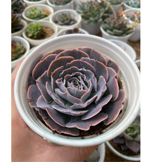 Sen đá bắp cải light purple - size trung - vườn đà lạt