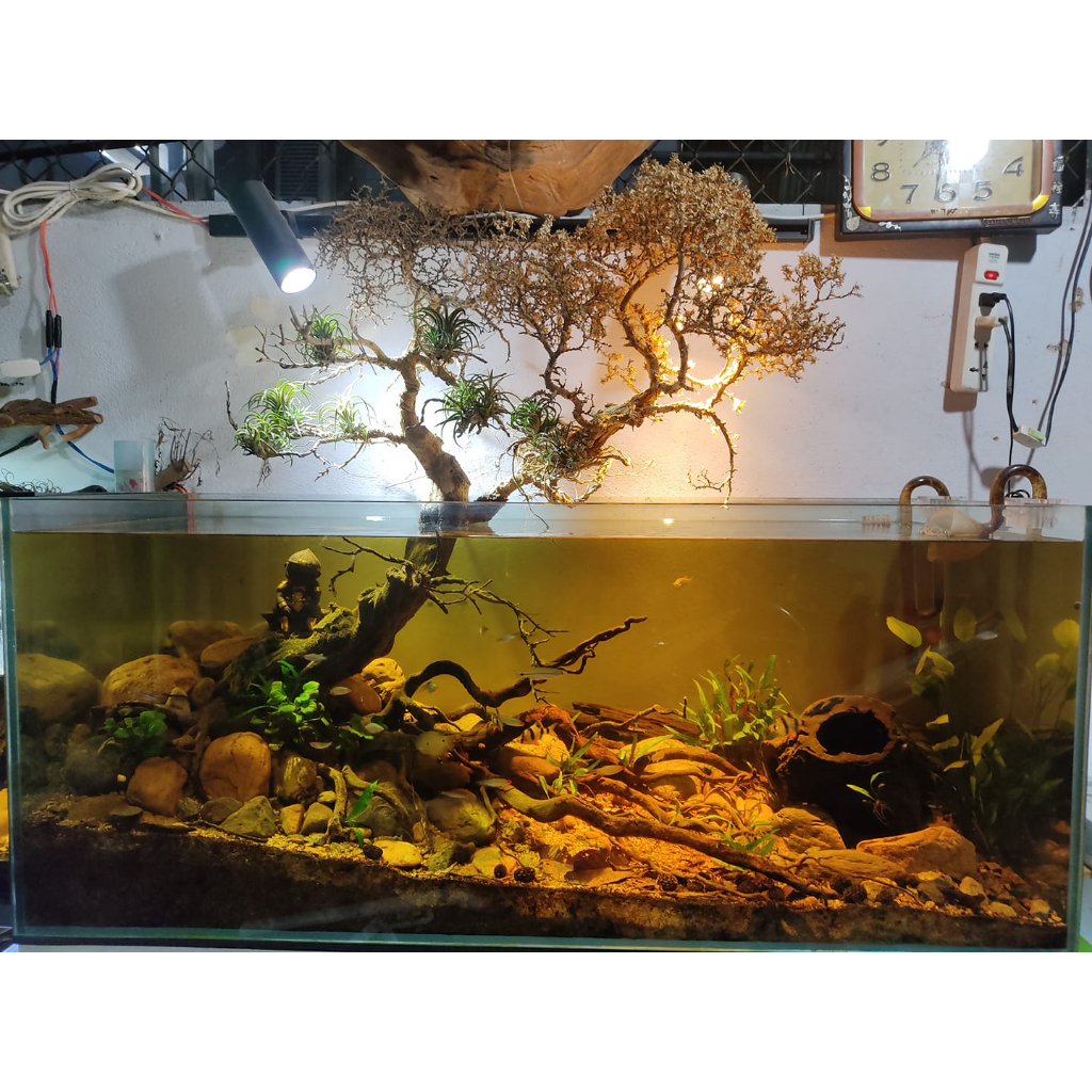 Đá Cuội Vân Mây Siêu Đẹp Nhiều Màu Trang Trí Hồ Cá Tép , Thuỷ Sinh, Sen Đá, Sân Vườn/ Chậu Cây, DYI, Terrarium