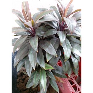 Phát tài lá đỏ, nhánh 25cm