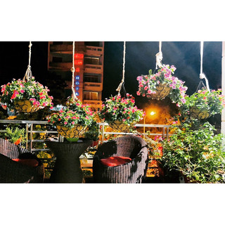 Combo 10 chậu hoa Xơ dừa 30cm
