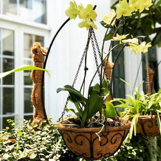 Combo 10 chậu hoa Xơ dừa 30cm