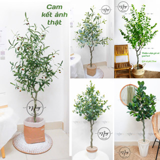 Cây giả cao cấp Oliu, Táo, Thạch Nam trang trí nhà cửa