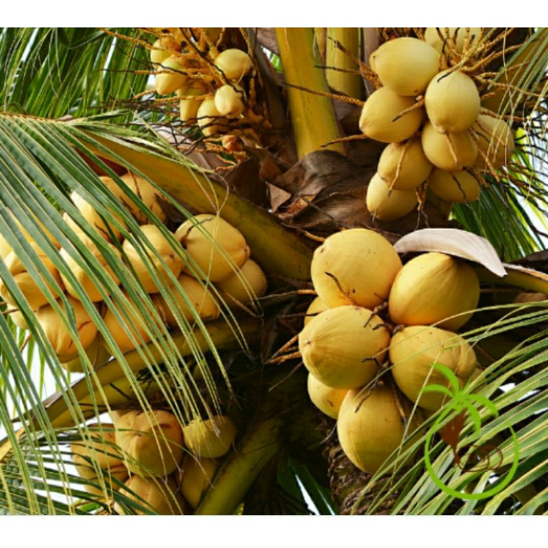 GIỐNG DỪA VÀNG TAM QUAN