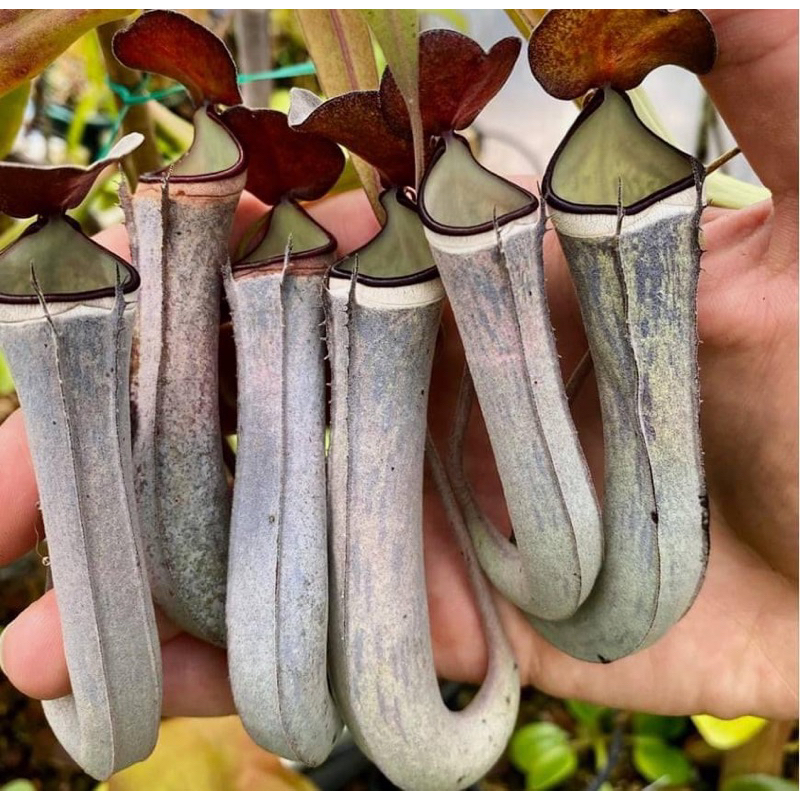 Nắp ấm albomarginata black, nepenthes albomarginata black