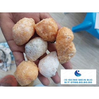 Trứng ốc thái lan 5 ổ