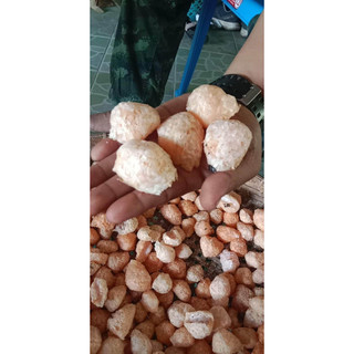Trứng Ốc Thái Lan 5 ổ ( Trưởng thành 5-7 con 1kg )
