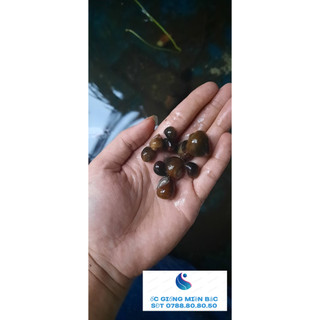 Trứng Ốc Thái Lan 5 ổ ( Trưởng thành 5-7 con 1kg )