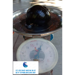 Trứng Ốc Thái Lan 5 ổ ( Trưởng thành 5-7 con 1kg )
